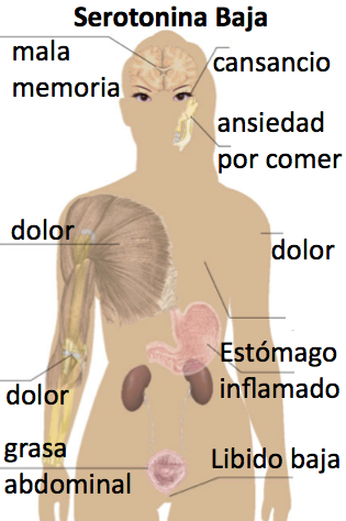 Resultado de imagen para niveles bajos de serotonina