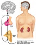 obesidad por serotonina insulina